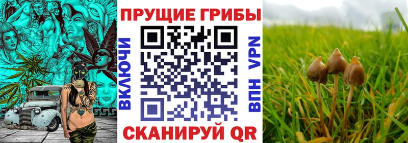 Купить  Нестеров  Галлюциногенные грибы мухоморы 